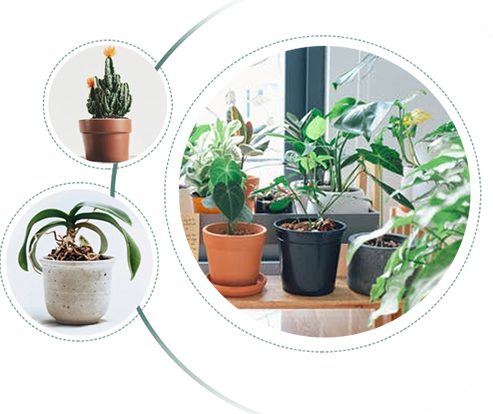 专业植物租赁公司为您提供新鲜绿植，营造健康环境
