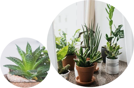 大型绿植种植基地省去更多中间环节，同等价格质量更好